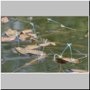 Coenagrion puella - Hufeisen-Azurjungfer 07.jpg